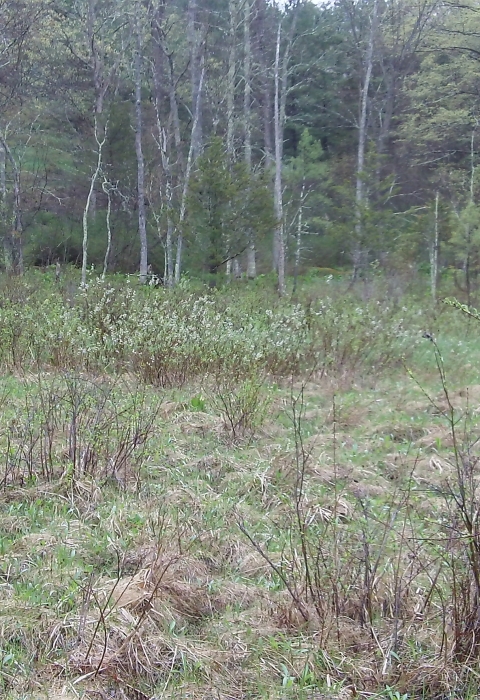 Shrub and grass edge habitat 