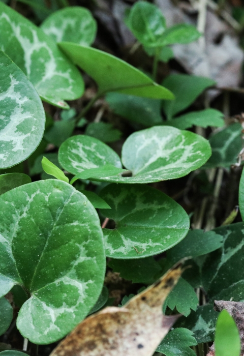 Several heart-shaped leaves, each dark green with a light green pattern, growing just above the ground