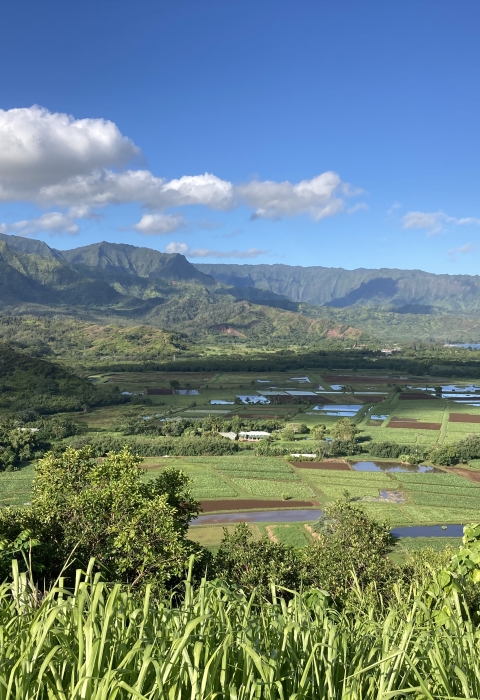 A view of the Hanalei River Valley