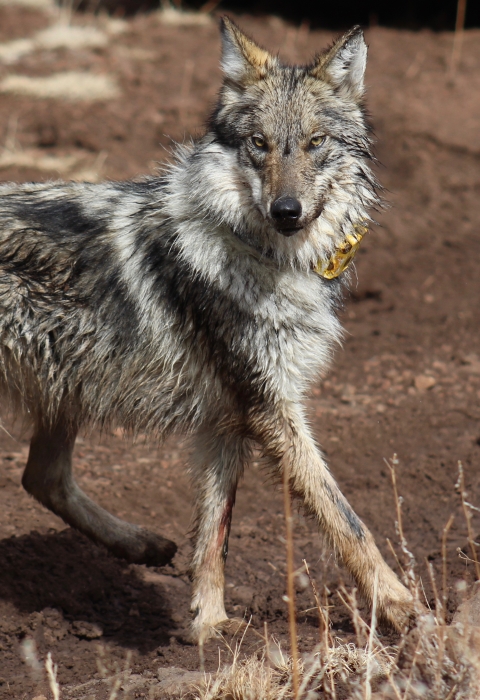 A mexican wolf with a yellow radio collar stands looking at the camera