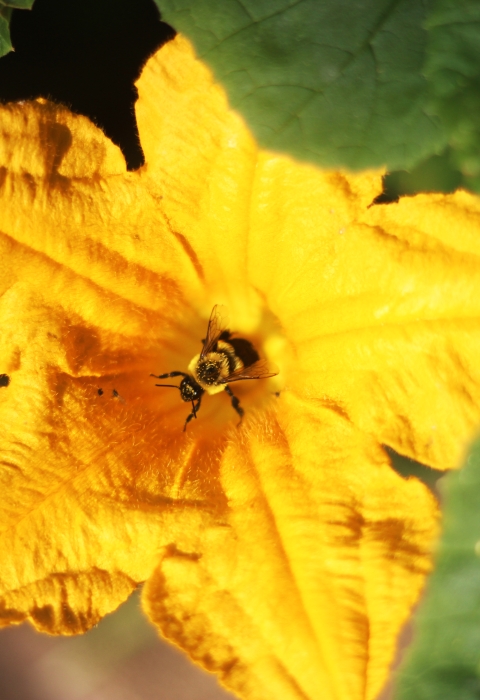 Bee pollinating a squash flower