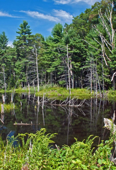 A small pond surrounded by leafy green vegetation, a few standing dead trees and verdant forest