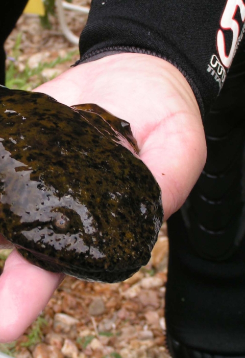 A biologist holds an Ozark hellbender