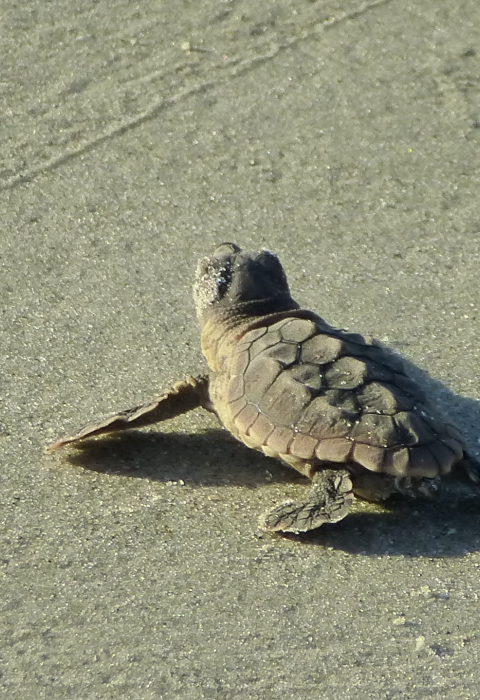 A tiny sea turtle hatchling crawls across the sand to the ocean at Blackbeard Island National Wildlife Refuge in Georgia.