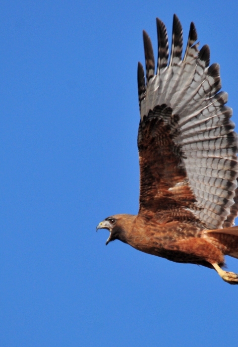 A red-tailed hawk flies against a blue sky.