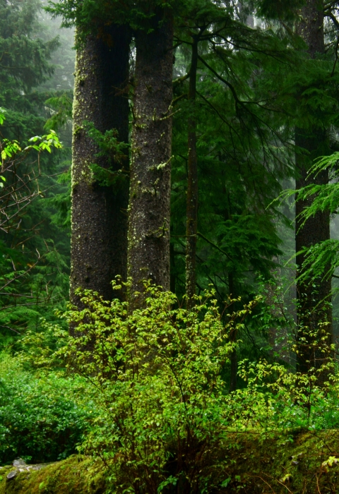 Northern Spotted Owl and Marbled Murrlet habitat Oregon