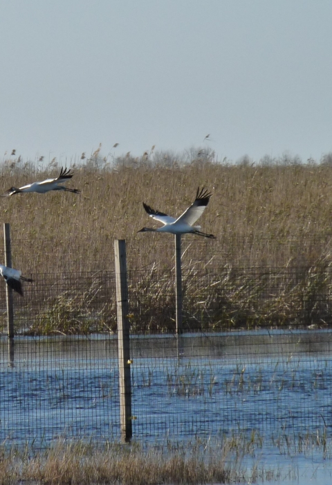 Whooping Crane Reintroduction
