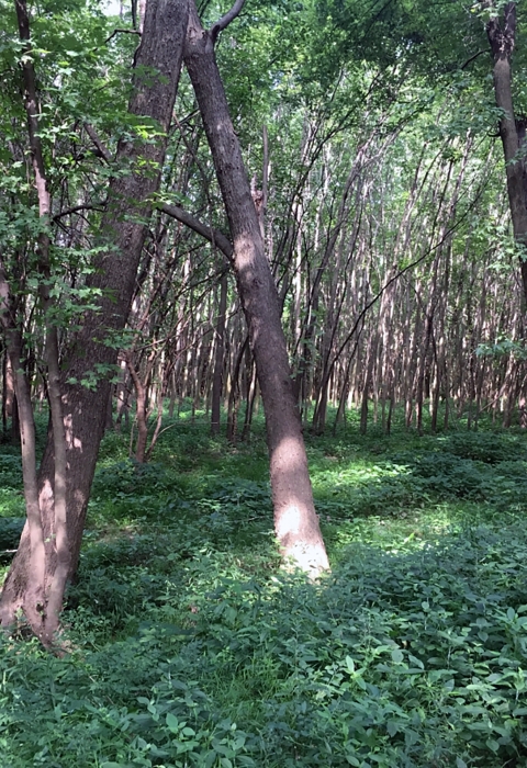 Forest view of green lower canopy and green leaves of upper canopy. 