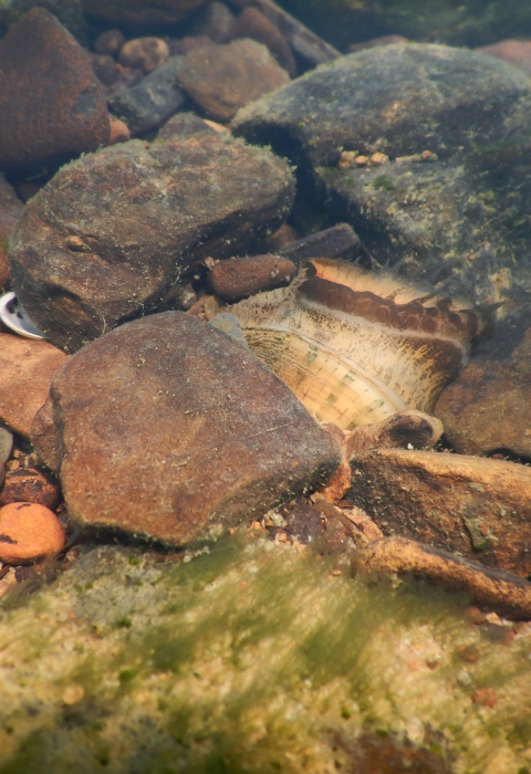 A speckled pocketbook mussel is between rocks in the South Fork tributary of Little Red River, Arkansas, May 12, 2022.