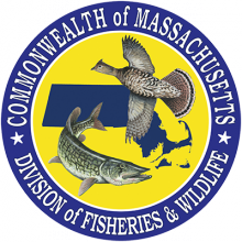 Massachusetts Division of Fisheries and Wildlife Logo Massachusetts Division of Fisheries and Wildlife Logo