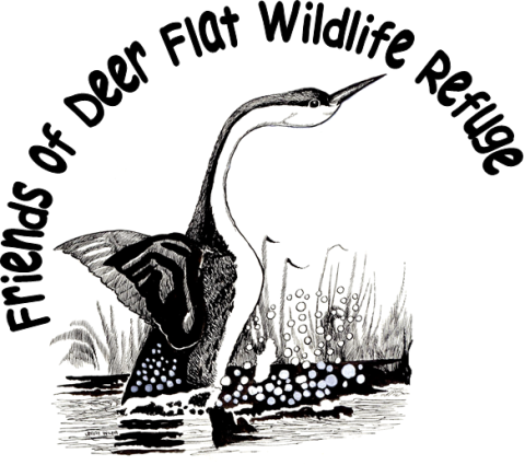 Black and white bird with long neck rising out of the water to dance with vegetation emerging from water behind. The words Friends of Deer Flat Wildlife Refuge wrap around the drawing of the bird.