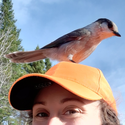 Helen Manning, contracted biological technician and refuge volunteer at Rachel Carson National Wildlife Refuge, poses with a Canada Jay perched on her bright orange hat.
