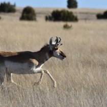 Pronghorn