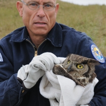 Volunteer and injured great horned owl