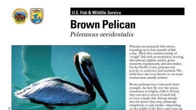 An image of the brown pelican fact sheet.