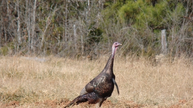 Wild male turkey alone in field at E.F.H. ACE Basin NWR
