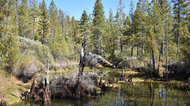 pine trees and shrubs surround a small pond