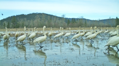 Tundra swans wading in water that is approximately 4 inches deep. Mountains can be seen in the background. 