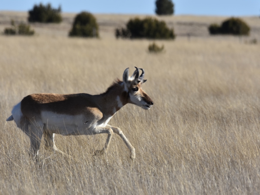 Pronghorn