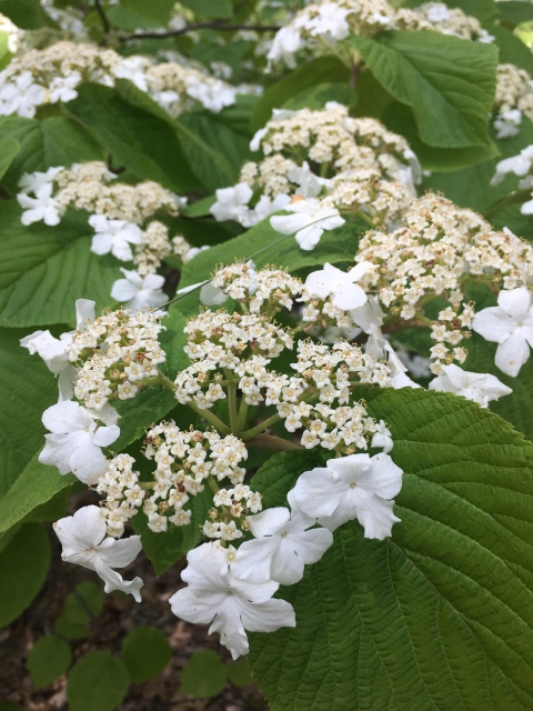 The showy white flowers of the buttonbush, found along a trail at Rachel Carson National Wildlife Refuge, is one of the first flowers found after the long Maine winter.