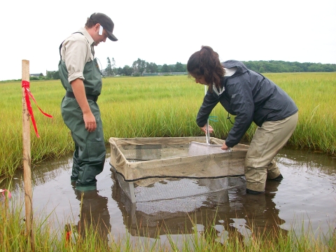 Two researchers use a large basket-like net to look for small, free swimming marine organisms in the marsh.