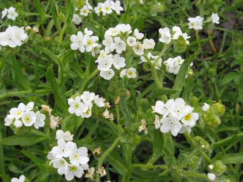 Close-up of rough popcornflower, a federally-endangered plant species.