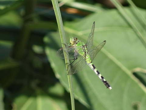 An green eastern pond hawk perched on a blade of grass.