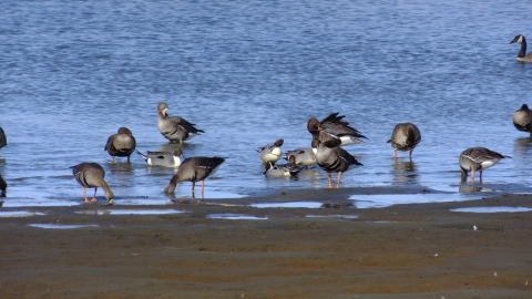 Northern pintails and white-fronted geese resting on the shore.