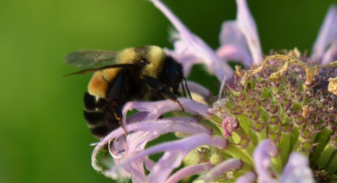 A bee on a purple flower