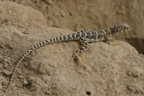 A lizard with a long tail and alternating tan an dark brown stripes perches on a rock.