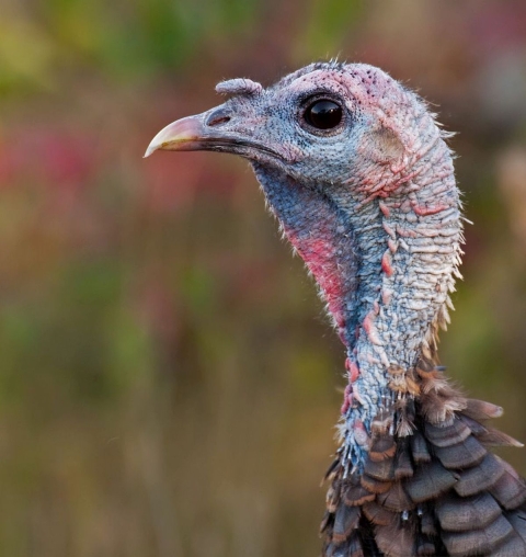 A wild turkey shows its wattle and caruncles at Parker River National Wildlife Refuge in Massachusetts. The wattle is a skin flap reaching from the beak to the neck. Caruncles are bumps of flesh that cover the birds’ necks and heads.