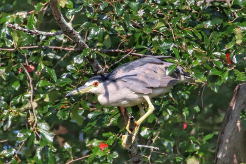 A Black Crowned Night Heron perches in tree