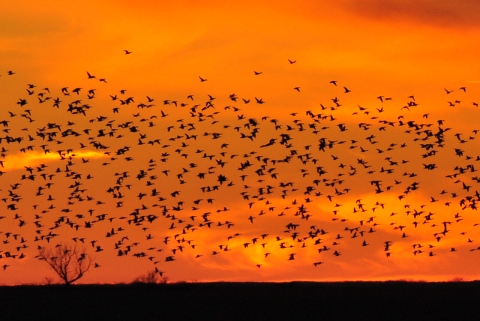 Duck Migration