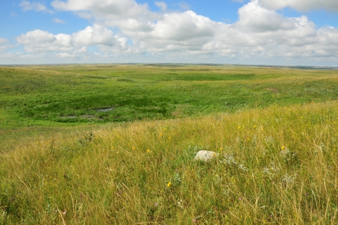 Grassland