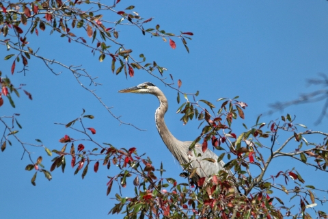 Great Blue Heron perched in black tupelo tree
