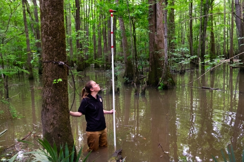 Biologist sets up bat monitoring equipment in a swamp habitat