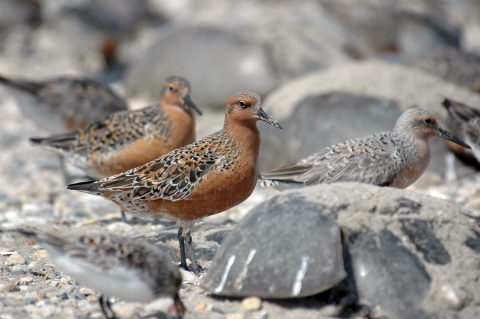 Red-breasted migratory birds called red knots feed on horseshoe crab eggs along the shore in May at Mispillion Harbor, Delaware.