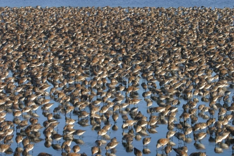 Shorebirds 