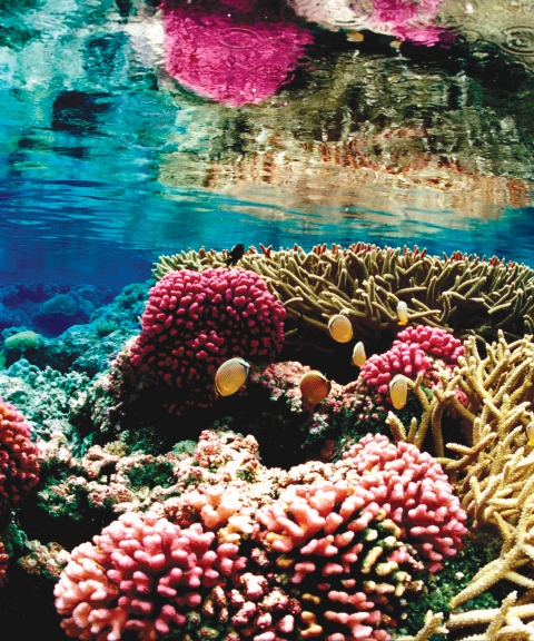Colorful corals in crystal clear waters.