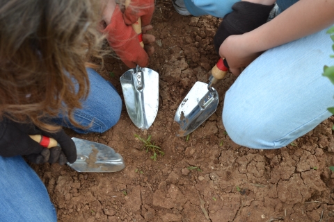 Three children kneeling on the ground pointing their hand trowels at a small, green plant.