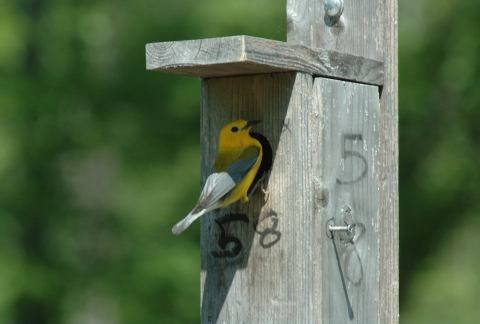 Prothonotary Warbler&nbsp;&nbsp;&nbsp;&nbsp;