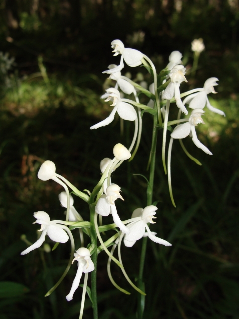 A white fringeles orchid in bloom.