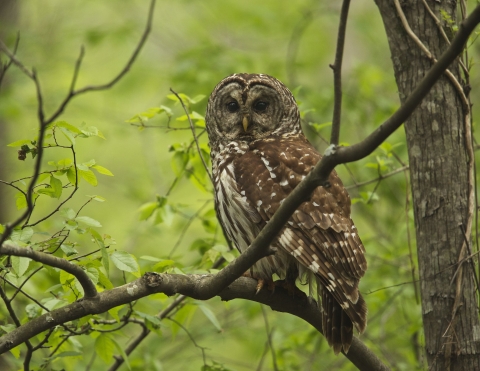 A barred owl perched on a branch surrounded by green vegetation.