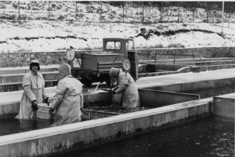 Historic Raceways at Chattahoochee Forest National Fish Hatchery