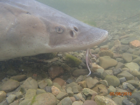 close up photo of head of a lake sturgeon as it swims underwater in the Niagara River