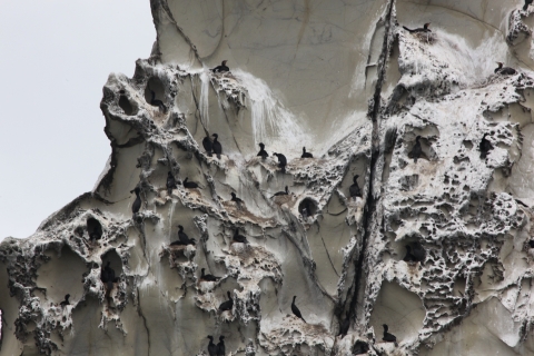 Cormorants Nesting on a Jagged Cliff