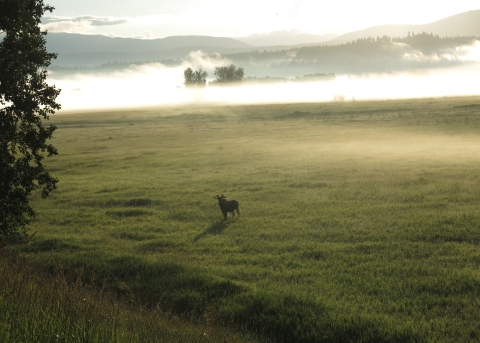 Dawn and dusk are optimal times to view wildlife like this bull moose approaching the auto tour route.