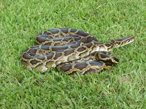 A large constrictor snake coiled in the grass.