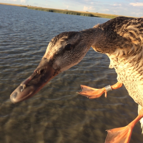 Duck with band on