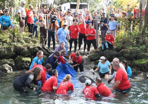 Group of people gathered to release a rehabbed manatee at Three Sisters Springs